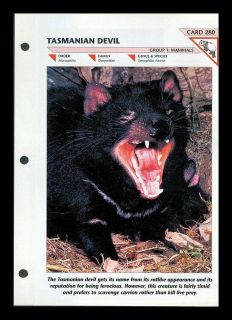 tasmanian devil fold out info sheet wil dlife fact file