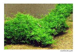 Spiky Moss On Wire Mesh / Live Aquarium Plant / Easy / Uk Seller