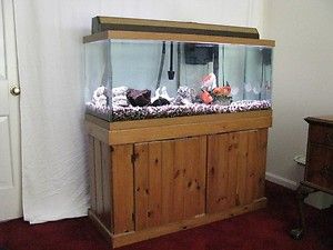 75 gallon aquarium set up W/fish ( 2   Koi & 1   Parrot Cichlid)
