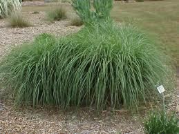 Miscanthus Adagio Dwarf Orn Grass Two 1 Gallon Plants