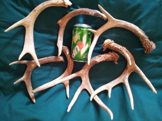 Lot of 7 Iowa Whitetail Deer Antlers Shed Cuts Crafts