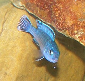 Tropical Fish African Cichlids * 1 Powder Blue Soc. from RifterFish 
