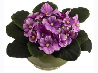 Artificial African Violet in Ceramic Pot Lavender