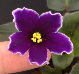 African Violet Plant Star Trick Small Pot