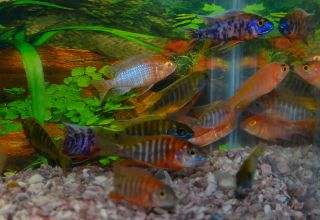 Tropical Fish African Cichlids Show Quality Peacocks 3 Strains 9 Fish 