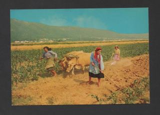   1960years Portugal Minho Plowing Oxen Woman Labor Agriculture
