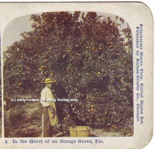 Black Americana Worker Florida Agriculture Orange Stereoview Photo 