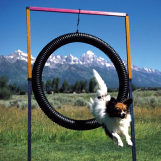 our feed back other auctions agility dog equipment