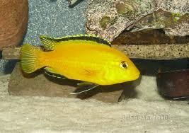 Tropical Fish African Cichlids, 6 Yellow Labidochromis Caeruleus, FREE 