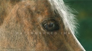 Judy Larson® Golden Giclee Canvas Wild Horse 74 75