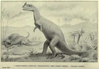 Palaeontology Fossils Dinosaurs Animals of The Past