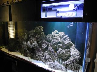 220 Gallon All Glass Fish Tank Aquarium w/ stand canopy 400W Halide