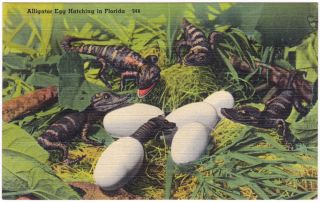 alligator egg hatching in florida postally unused the standard sized 