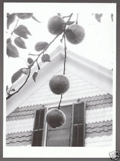 Alfred Stieglitz Apples and Gable Lake George Postcard