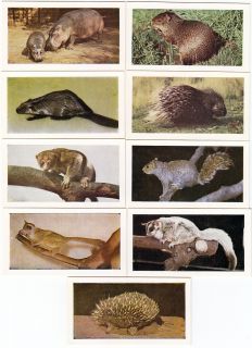 1956 Animal Cards Squirrel Hippo Porcupine Beaver