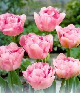 Angelique Tulip Bulbs at Lowest Price Limited OFFER