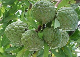 Sweetsop Annona Squamosa Suger Apple Tropical RARE Fruit Tree Live 8 