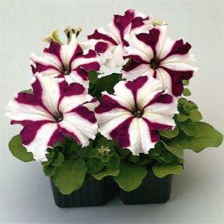 Annual Ultra Crimson Star Petunia Seeds Awesome Color Weather Tolerant 