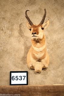 6537 Pronghorn Antelope Shoulder Mount Taxidermy Decor