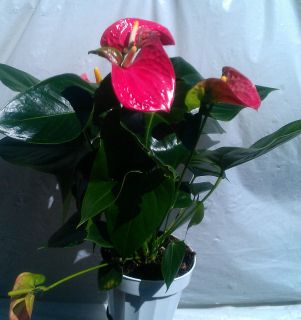 Anthurium Sharade Plant in 6 inch Pot with Flower Tropical Pinkish Red 
