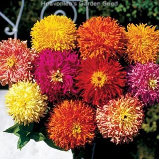 Zinnia Giant Cactus Flower Color Mix Annual Seeds