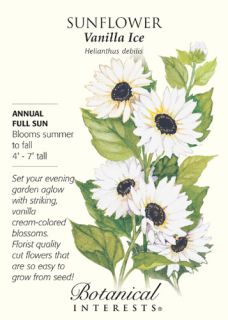 Vanilla Ice Sunflower Seeds   .50 grams   Annual