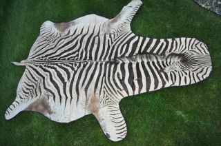 Antique Zebra Skin Rug Felt Backed Huge 130