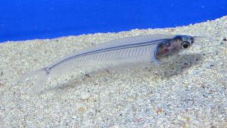 Live Ghost Glass Catfish for Freshwater Aquarium Fish