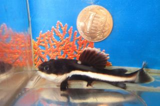 red tail catfish tropical fish for freshwater aquarium
