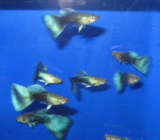   Pair Delta Blue Green Guppies Live Freshwater Aquarium Fish