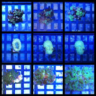 Reef Light 3W LED Aquarium Coral Grow Lighting Atinic Blue Moon and 