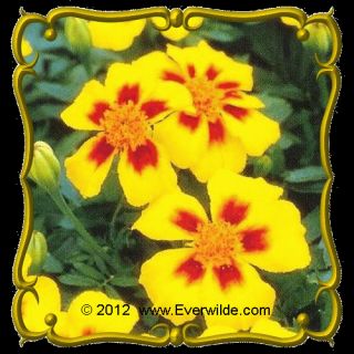Oz   French Marigold Dainty Marietta Bulk Wildflower Seeds
