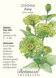 Envy Zinnia Seeds   .75 grams   Annual