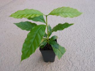 Coffee Arabica Coffee Plant