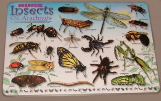 Bugs Insects Arachnids Educational Placemat Preschool
