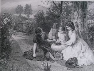   Foster A Feast Of Cherries  Steel Engraving Appleton Publishing 1889
