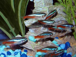    40 Live Neon Tetra Fish 1 1 5 Good Discus Tank Mate Planted Aquarium