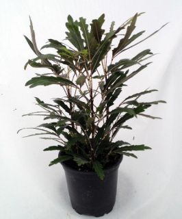 Galaxy False Aralia Plant   Dizygotheca Elegantissima   3.5 Pot