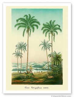 Hawaiian Vintage Botanical Print Hawaii Coconut Palms