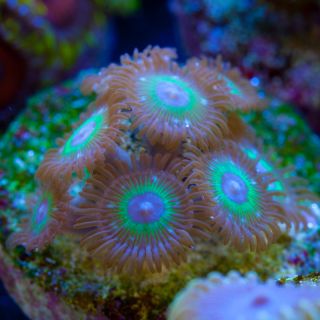 Darth Maul Zoanthids Reef Aquarium Live Coral