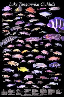 23 Aquarium Fish Posters   CICHLIDS