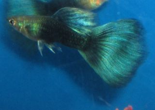 Live Fish Striped Kuhli loach for Freshwater Plant Aquarium