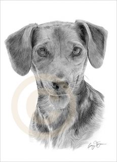 Dog Dachshund Art Pencil Drawing Print A4 Signed by Artist Le of 50 