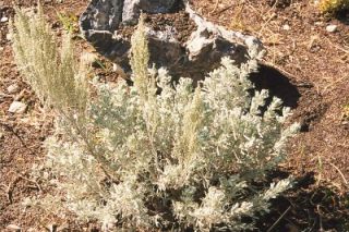 Large Silver Sacred Sage Artemisia Tridentata Smudge Sticks 