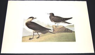 Audubon Birds of America Amsterdam Edition Folio Richardsons Jager 