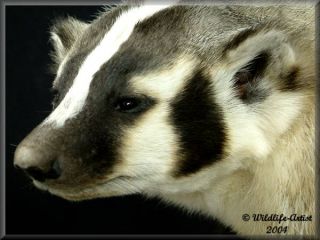 about our work please click on the badger