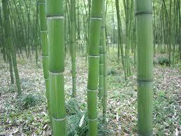   dulcis, Sweet shoot bamboo plant, hardy to  5, canes to 3