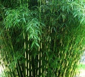   Korean Japanese Arrow Bamboo Plant Hardy Hedge Screen to 0f