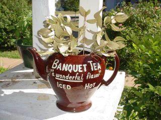 Vintage Large Banquet Tea Pot Advertising Teapot Store Display 
