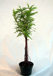 Bald Cypress Pre Bonsai Tree Great for A Beginner